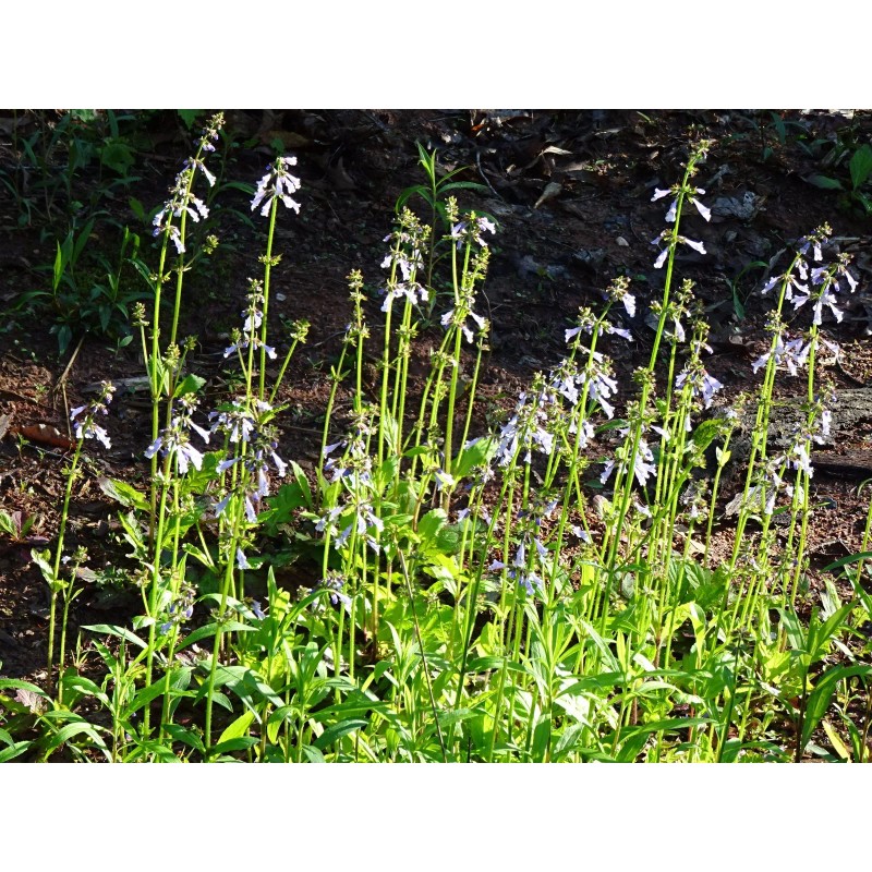 Fresh Lyreleaf Sage Salvia Lyrata Native 300 seeds Fresh From