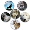 Wolf Wolf Grey Wolf European Wolf Fridge Magnets Set of