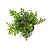 SubstrateSource Mini Bolbitis Baby Leaf - Live Aquarium Plant for