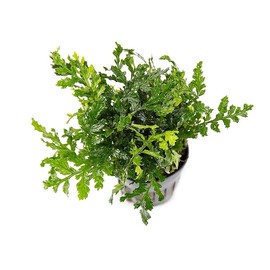SubstrateSource Mini Bolbitis Baby Leaf - Live Aquarium Plant for Fish Tank Decorations (3 Pots)