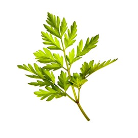 Chervil Seeds, 250+ Vertissimo, Heirloom, Non GMO Seeds, Anthriscus cerefolium