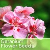 Fresh Packet Geranium Seeds - Fragrant - Fresh Harvest -