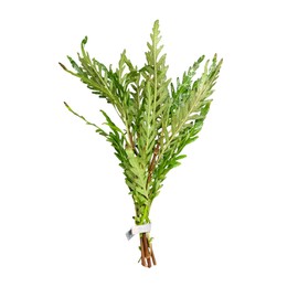 Hygro Pinna - Hygrophila pinnatifida bunched Live Aquarium Plants - Buy2get1