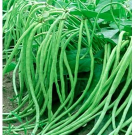 30PCS Bush Long Green Bean Seeds Non-GMO Vegetable Seeds Heirloom