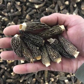 Dried Dehydrated Morel Mushrooms Morchella Conica 羊肚菌 Free airmail (100 grams (around 115 pieces))