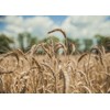 Food to Live Organic KAMUT Khorasan Wheat Flour, 1 Pound