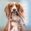 HUGO & HUDSON Tweed Dog Collar Quick Release Safety Metal