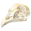 Real Chicken Skull - Perfect