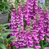 Outsidepride Digitalis Purpurea Dalmatian Purple Foxglove Seeds – 50 Pcs
