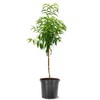 Peach Tree Candor Peach 5 Gallon Due to Agricultural Laws,