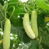 Long Chinese Cucumber White Delicacy Exotic Vegetable Seeds for Planting