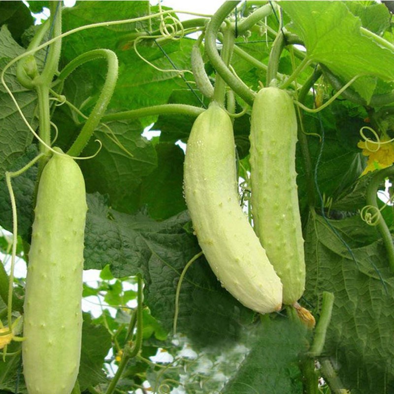 Long Chinese Cucumber White Delicacy Exotic Vegetable Seeds for Planting