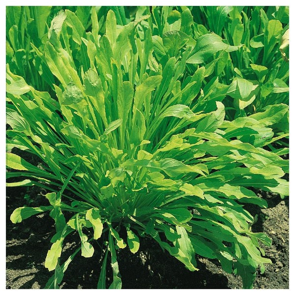 Everwilde Farms - 1 Oz Organic Mibuna Chinese Cabbage Seeds