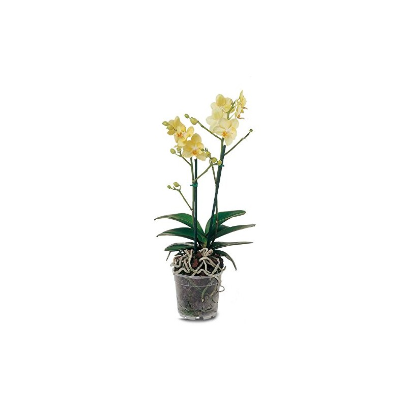 Floralo Flower Pot, Orchid Pot Diameter 10 cm, Transparent, 10