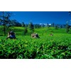 Dilmah Uda Watte Leaf Tea, 4.4 oz (125 g)