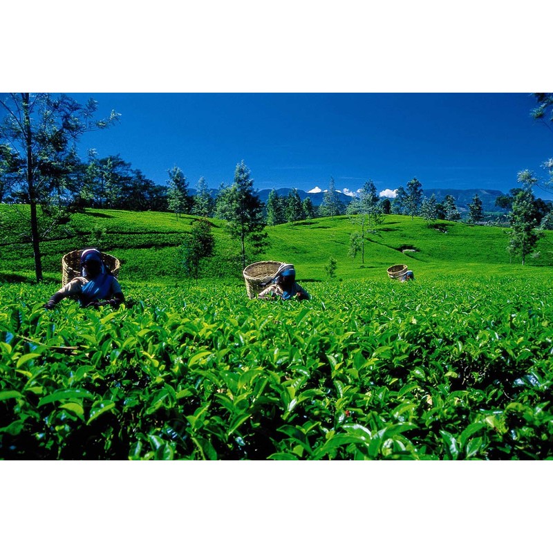 Dilmah Uda Watte Leaf Tea, 4.4 oz (125 g)