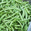 Strike Bush Bean Seed - 25 Lb Bulk - Non-GMO,