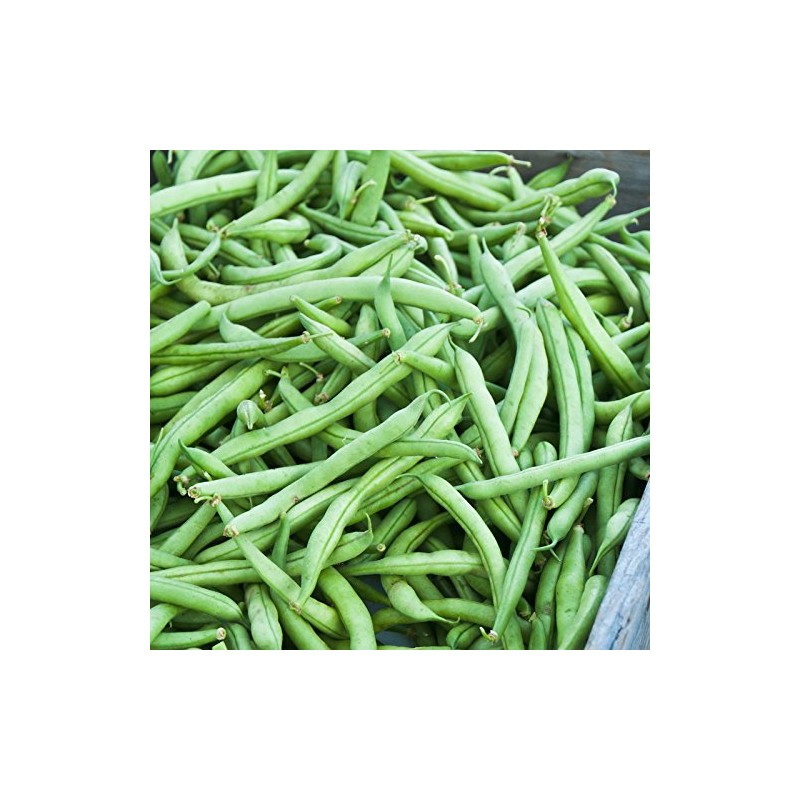 Strike Bush Bean Seed - 25 Lb Bulk - Non-GMO,
