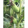 25+ Seeds Bap NEP nu SUA Seeds Rare find Asian