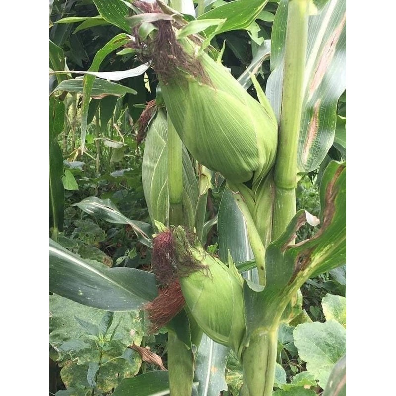 25+ Seeds Bap NEP nu SUA Seeds Rare find Asian