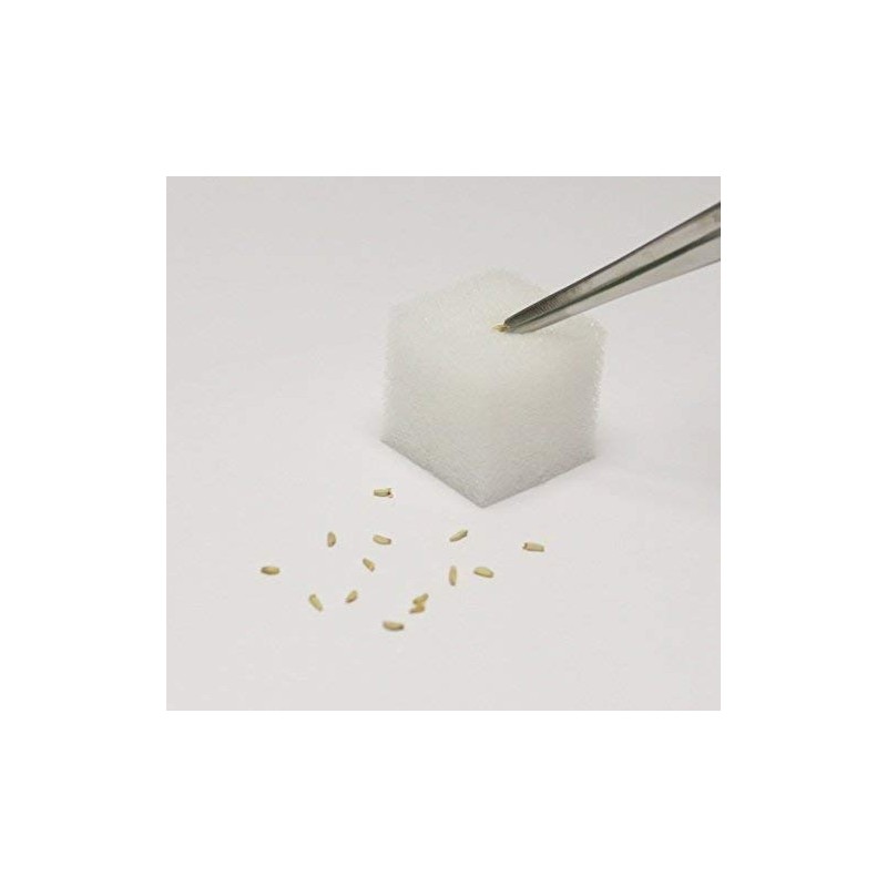 Living Farm Endive Sponge Media with Seeds (Urethane Media for