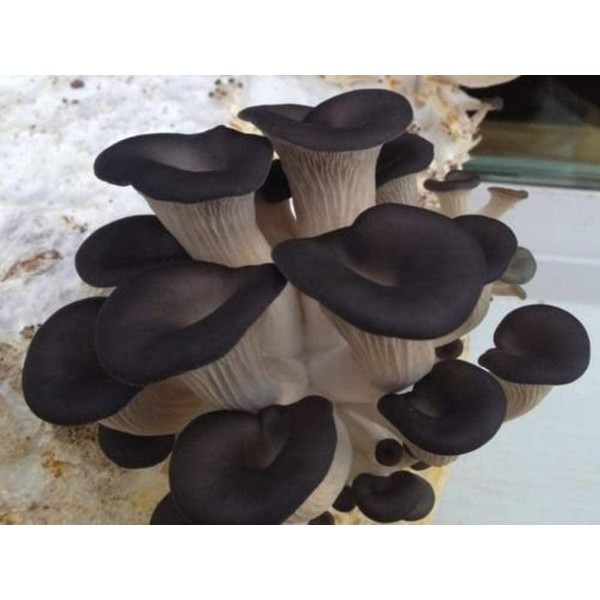 100 Grams/4 oz of Black Oyster Mushroom Spawn Mycelium to Grow Gourmet and Medicinal Mushrooms at Home or commercially - Use to Grow on Straw or Sawdust Blocks - G1 or G2 Spawn
