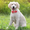 Dog Bow Tie, Vaburs Plaid Bow Tie Dog Collar Unique