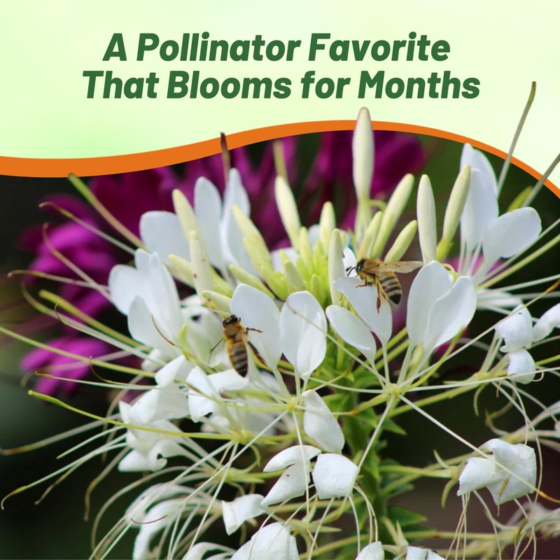 Outsidepride White Cleome Seeds - 1000 Pcs Annual Flower Seeds