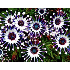 Flowers Osteospermum Mix Seeds ~ Spider ~ Daisy ~ Cool Flowers ~ Grow Your Own ~ Rare