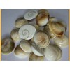 Siddhratan 21 Pieces of Gomti Chakra For wealth health success