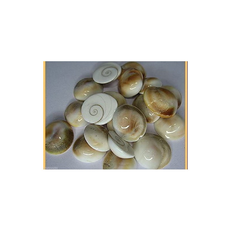 Siddhratan 21 Pieces of Gomti Chakra For wealth health success