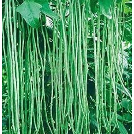 60 Asian Long Bean Seeds - Very Productive Heirloom - Non-GMO - Always Fresh Seed! - Planting Seeds for Home Vegetable Garden