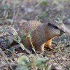 titihuirie 3PCS Groundhog Figurine Groundhog Sculpture Groundhog Model Animal Model