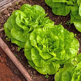 TomorrowSeeds - Buttercrunch Butterhead Lettuce Seeds - 2000+ Count - for 2026 Planting USA Garden Butter Crunch Bibb Butterhead Romaine Cabbage Heirloom Spinach Leaf Non-GMO Heirloom Grow Your Own