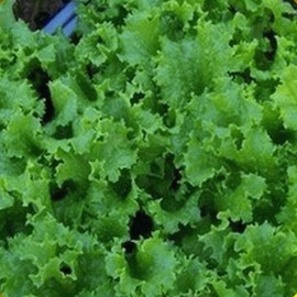 Everwilde Farms - 1 Oz Waldman's Green Lettuce Seeds - Gold Vault
