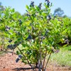Vernon Blueberry Bush, Rabbiteye, 2-3 ft Plant Height, 5 gal.