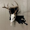 European State Skull Mount hanger - State: Wyoming