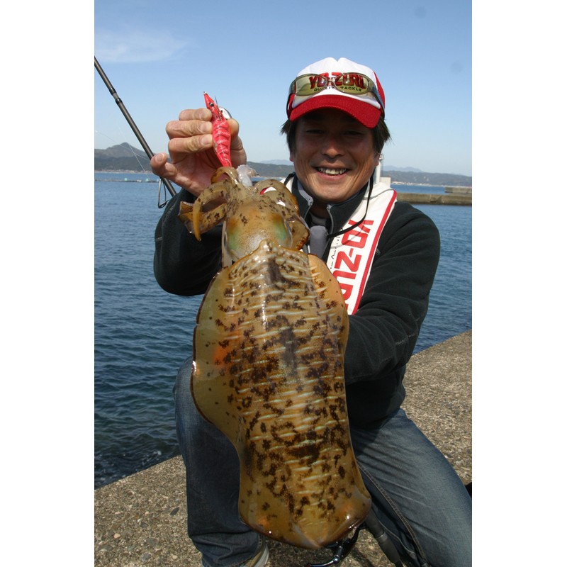 YO-ZURI(ヨーヅリ) ルアー エギ アオリーQ エース 3.0号 BWEO