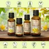 Ylang-Ylang Essential Oil 1.7 Fl Oz - Cananga Odorata -