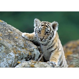 Siberian Tiger - Animal Kingdom Wildlife - 3D Postcard Greeting Card