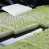 Tongnian 600 Pcs Hydroponic Sponges, Soil-Less Cultivation Planting Gardening Tool,