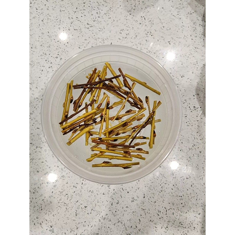 Ficus White Kadota Fig cuttings - 5 Cuttings - PLUS