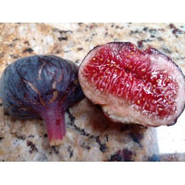 Cherry Cordial Fig Cuttings - 2 Cuttings - Easy to Root - FigFair