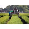 mita Sayama Genmaicha with Matcha Tea, 3.5 oz (100 g),