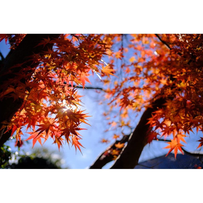 TTArtisan 23mm f/1.4 C Micro Four Thirds Black x Silver