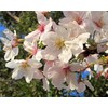 Maruko Cherry Blossom Scented Tea Bag (0.1 oz (3 g)