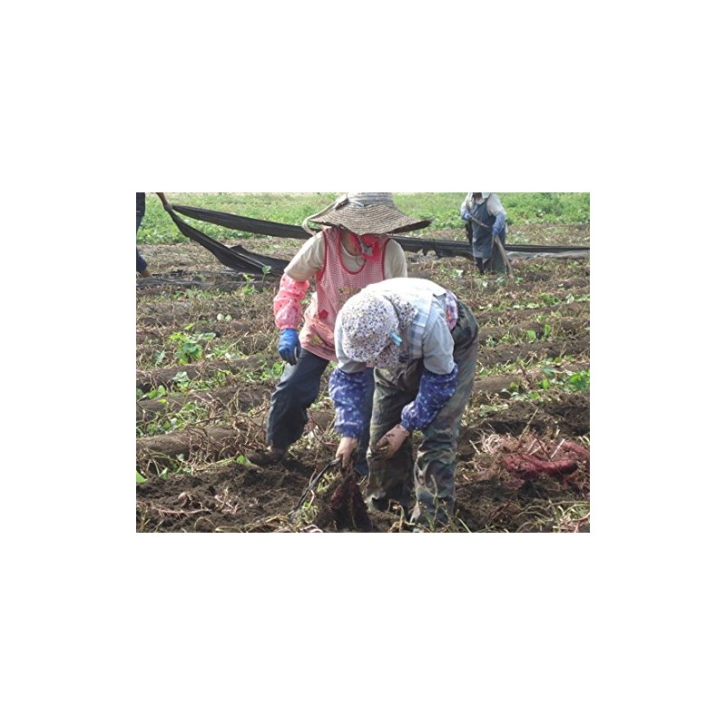 Haimo (Beniharuka from Miyazaki Prefecture), 4.2 oz (120 g) x