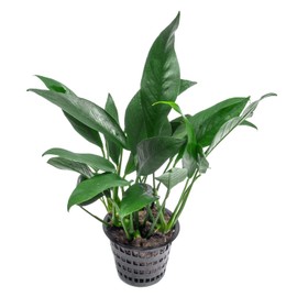 SubstrateSource Anubias Live Aquarium Plants - Potted Freshwater Plant for Fish Tanks, Terrariums - Beginner Friendly Low Light (Lanceolata, Mother Plant)