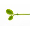 daio化成 Cable Ties Green Leaf Cable Ties in Outdoor Use