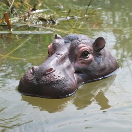 Juliahestia Hippo Head Pool Float Pond Decor Floating Hippopotamus Decoy
